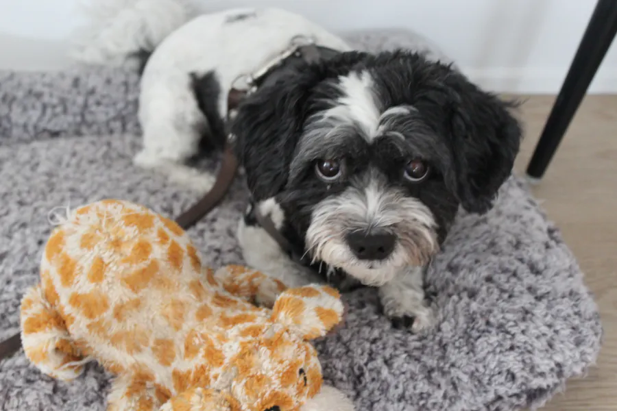 A small black-and-white dog resting with a plush toy in a sunlit room at the Centre.